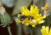 Andrena fulvago