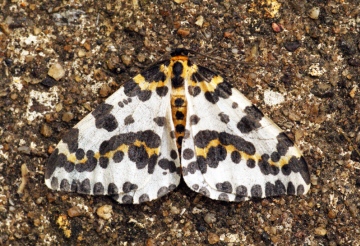 Magpie Moth Copyright: Ben Sale