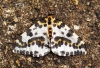 Magpie Moth Copyright: Ben Sale