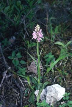 Dactylorhiza fuchsii Copyright: Peter Harvey