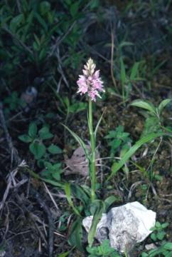 Dactylorhiza fuchsii Copyright: Peter Harvey