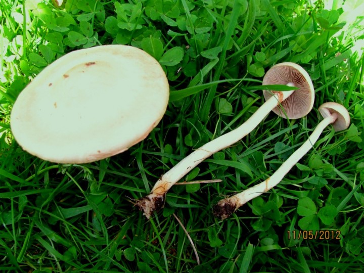 Agrocybe praecox Copyright: Graham Smith