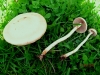 Agrocybe praecox 