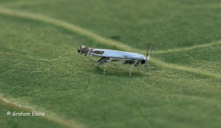 Lyonetia clerkella 5 Copyright: Graham Ekins