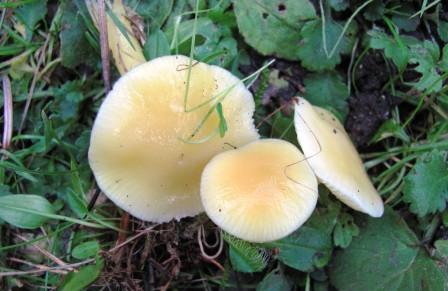 Hygrocybe glutinipes Copyright: Graham Smith