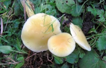 Hygrocybe glutinipes Copyright: Graham Smith