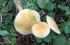 Hygrocybe glutinipes  