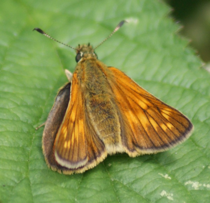 Large Skipper - female Copyright: Robert Smith