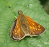 Large Skipper - female Copyright: Robert Smith