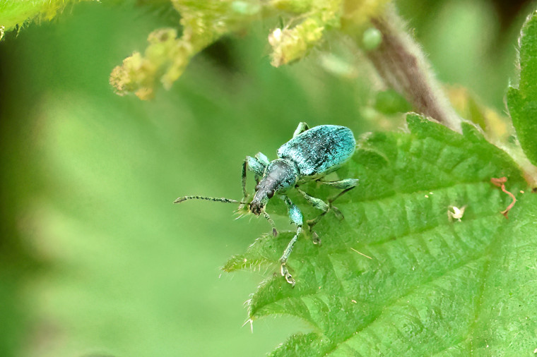 Nettle Weevil (Phyllobius pomaceus) Copyright: Ken Hudgell