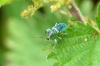 Nettle Weevil (Phyllobius pomaceus) 