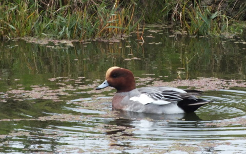 Wigeon Copyright: Peter Pearson
