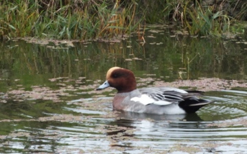 Wigeon Copyright: Peter Pearson