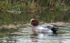 Wigeon 