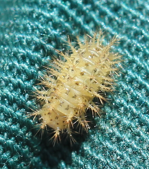 Subcoccinella vigintiquattuorpunctata larva Copyright: Yvonne Couch