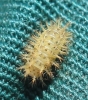 Subcoccinella vigintiquattuorpunctata larva 