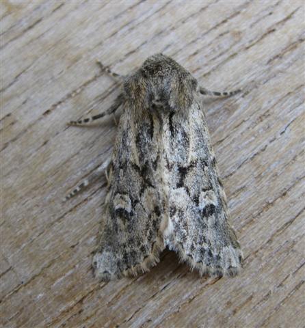 Sandhill Rustic. Copyright: Stephen Rolls