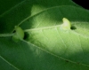 Craneiobia corni - underrside of leaf Copyright: Chris Gibson