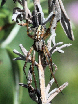 Male Neoscona adianta Copyright: Colin Humphrey