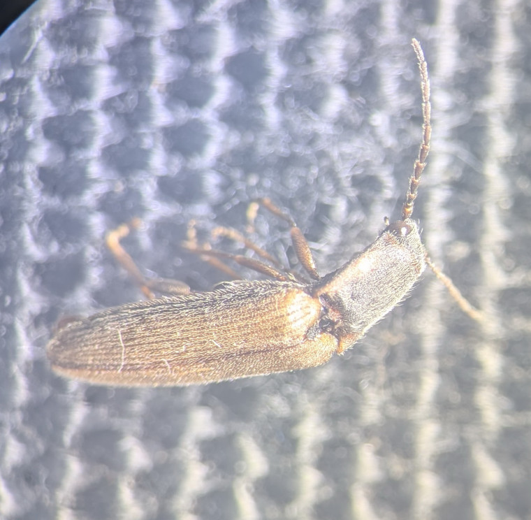 Athous bicolor Copyright: Robert Smith