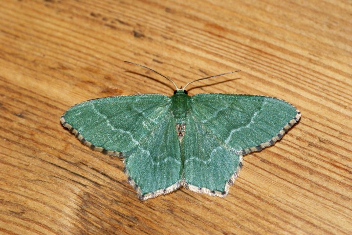 Common Emerald 2 Copyright: Ben Sale