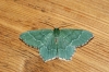 Common Emerald 2