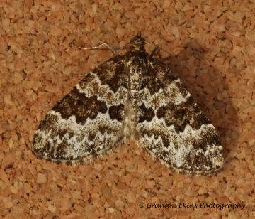 Broken-barred Carpet  Electrophaes corylata Copyright: Graham Ekins