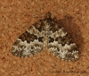 Broken-barred Carpet  Electrophaes corylata Copyright: Graham Ekins