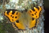 Nymphalis polychloros