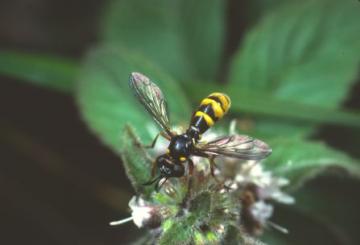 Conops quadrifaciatus Copyright: Peter Harvey