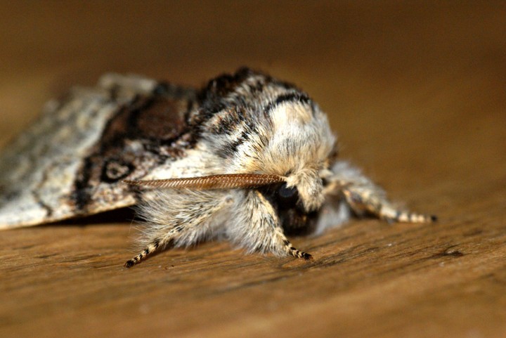 Nut-tree Tussock 2 Copyright: Ben Sale