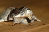 Nut-tree Tussock 2 Copyright: Ben Sale