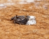 Apotomis betuletana 1 Copyright: Ben Sale