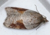 Acleris laterana