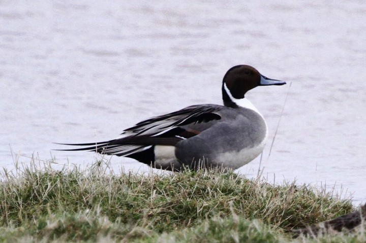 Pintail drake Copyright: Graham Smith