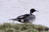 Pintail drake 