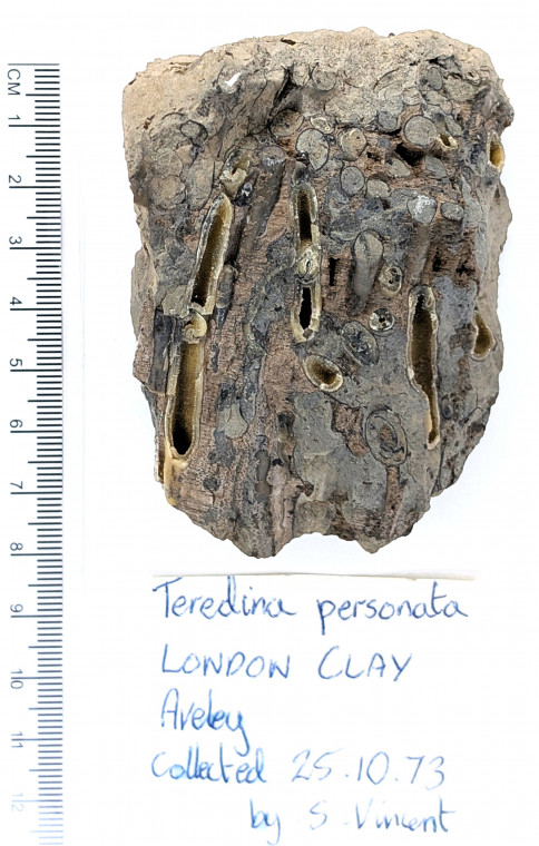 Teredina personata Ship Worm London Clay Copyright: Stephen Vincent
