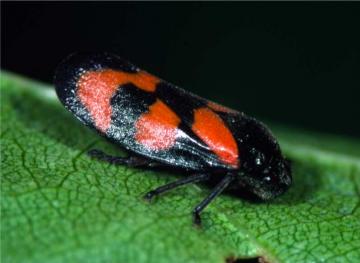 Cercopis vulnerata-2 Copyright: Peter Harvey