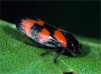 Cercopis vulnerata-2 