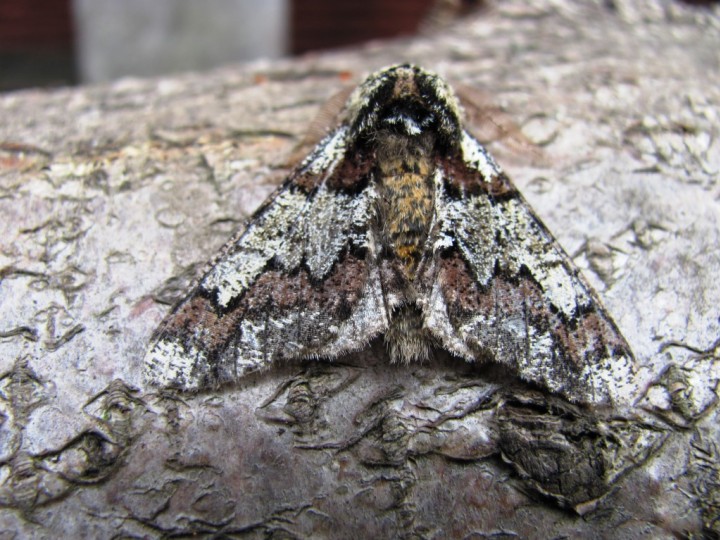 Oak Beauty 2 Copyright: Graham Smith