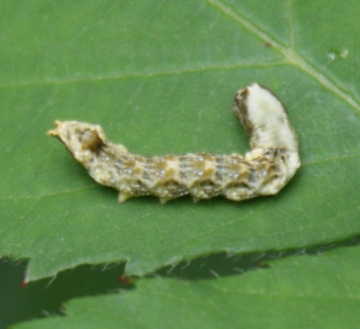 early instar larva Copyright: Robert Smith