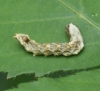 early instar larva 