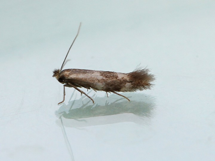 Bucculatrix nigricomella 3 Copyright: Graham Ekins