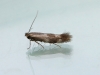 Bucculatrix nigricomella 3 Copyright: Graham Ekins