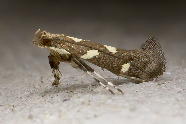 Calybites phasianipennella 17-07-2020 Copyright: Bill Crooks