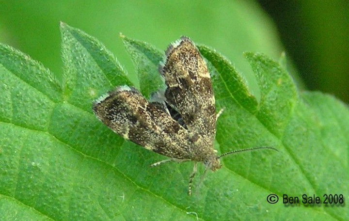 Nettle-tap (Anthophila fabriciana) Copyright: Ben Sale