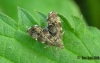 Nettle-tap (Anthophila fabriciana) Copyright: Ben Sale