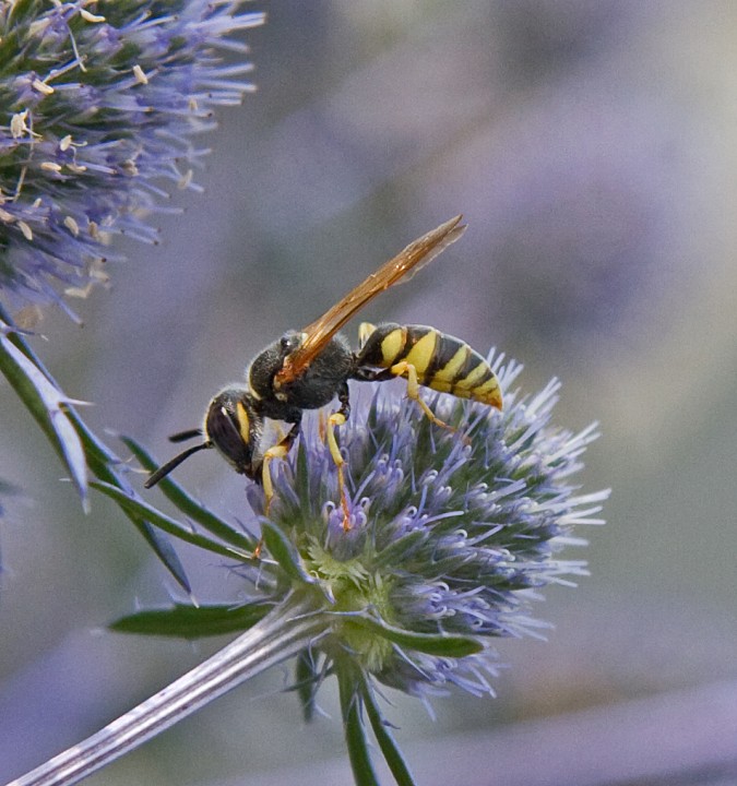 Philanthus triangulum 1 Copyright: Graham Ekins