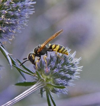 Philanthus triangulum 1 Copyright: Graham Ekins