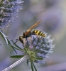 Philanthus triangulum 1 Copyright: Graham Ekins